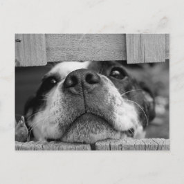 Cartão Postal Cuja Coleta Terrier Puppy de Boston fica