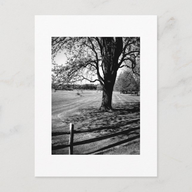Cartão Postal Culver Tree (Frente)