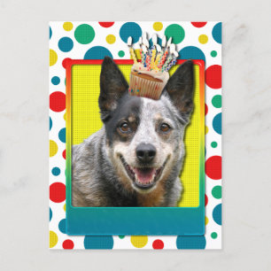 Cartão Postal Cupcake de aniversário - Cão de Bovinos Australian