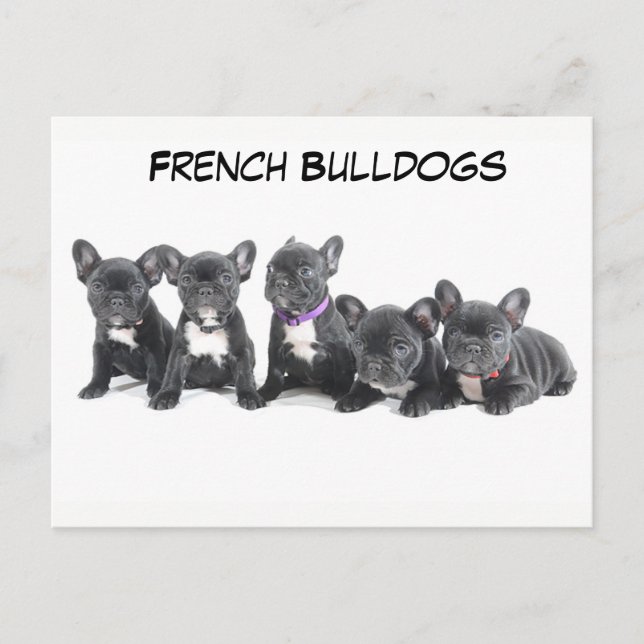 Cartão Postal Cuppies de Bulldog Francês (Frente)