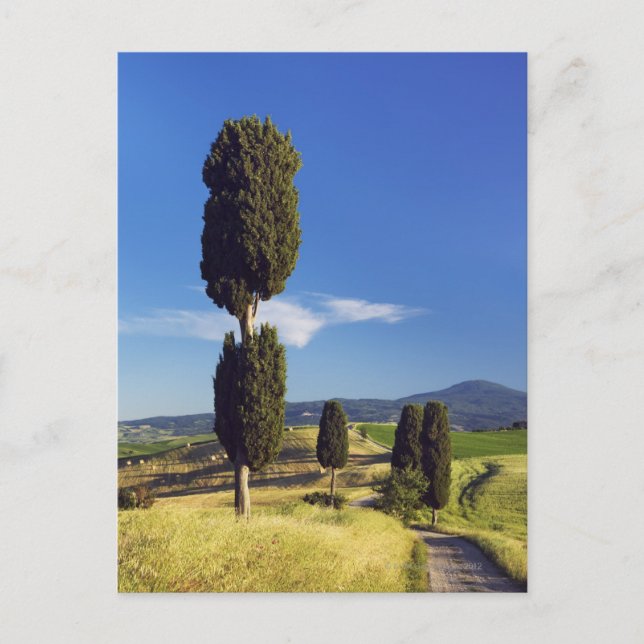 Cartão Postal (cupressus sempervirens) - Europa, Itália, (Frente)