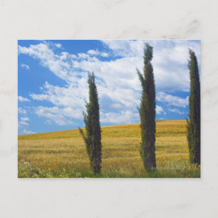Cartão Postal (cupressus sempervirens) - Europa, Itália, 2
