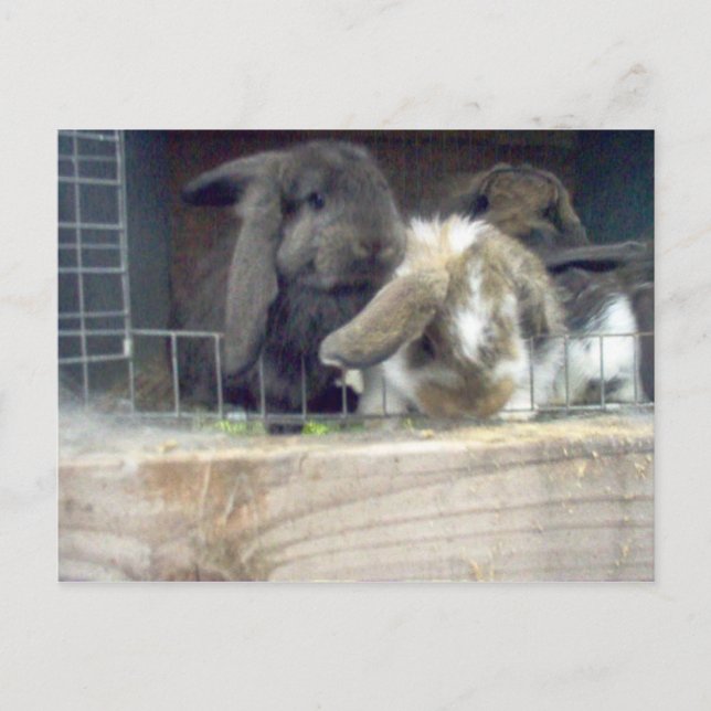 Cartão Postal Curiosidade (Frente)