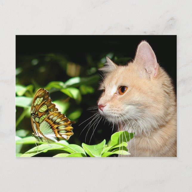 Cartão Postal Curiosidade de gatos (Frente)