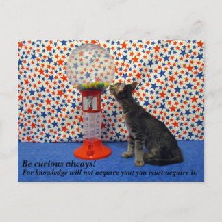 Cartão Postal Curiosidade - Estrelando Kori o Gatinho de Emergên