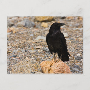 Cartão Postal Curiosidade Mútua