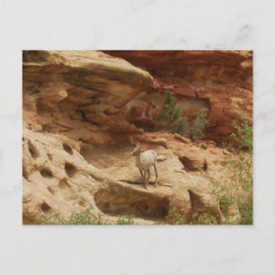 Cartão Postal Curioso....