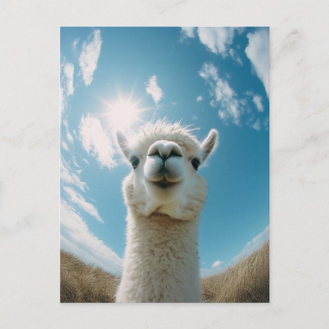 Cartão Postal Curioso Alpaca debaixo do Sol (Frente)