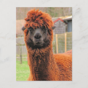 Cartão Postal Curioso Alpaca ~ postcard
