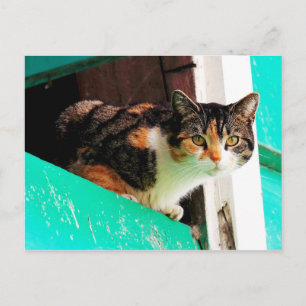 Cartão Postal Curioso Calico Cat na borda do aquamarine