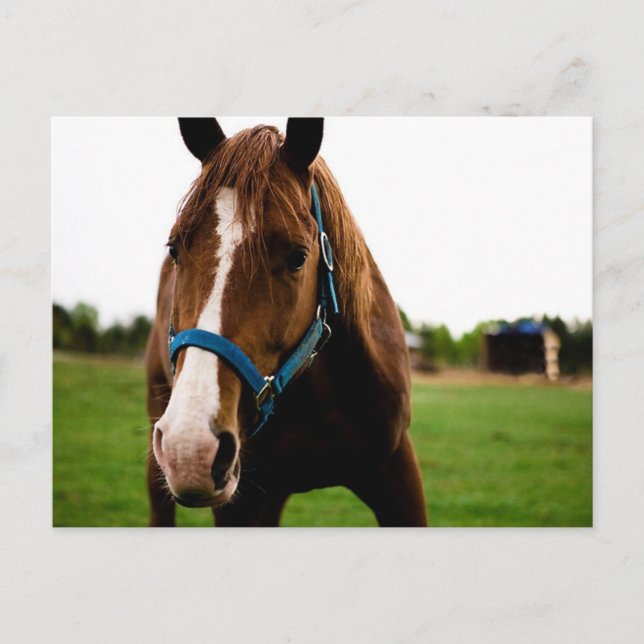 Cartão Postal Curioso castanheiro (Frente)