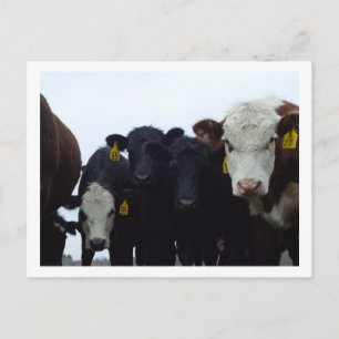 Cartão postal Curioso Cows 9