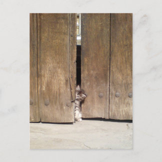 Cartão Postal Curioso Kitten