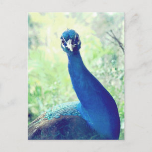 Cartão Postal Curioso pavão