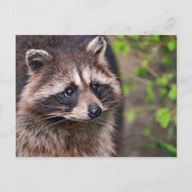 Cartão Postal Curioso Raccoon (Frente)