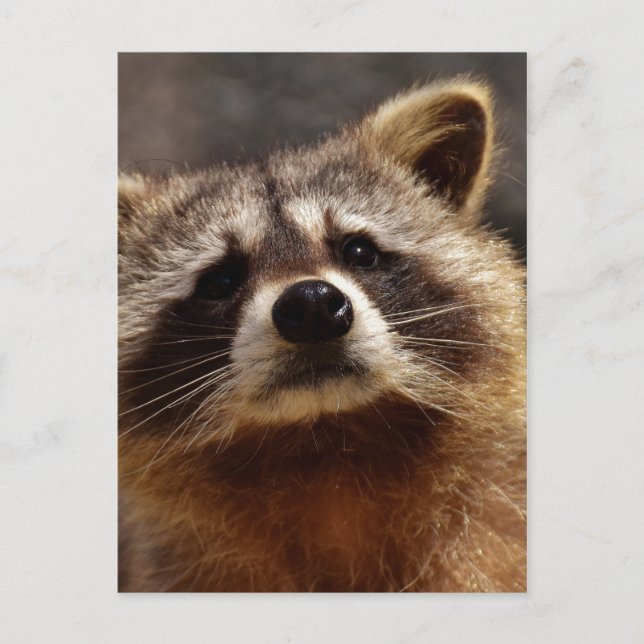 Cartão Postal Curioso Raccoon (Frente)