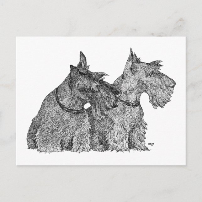 Cartão Postal Curioso Scottish Terriers Caneta & Ink Sketch (Frente)