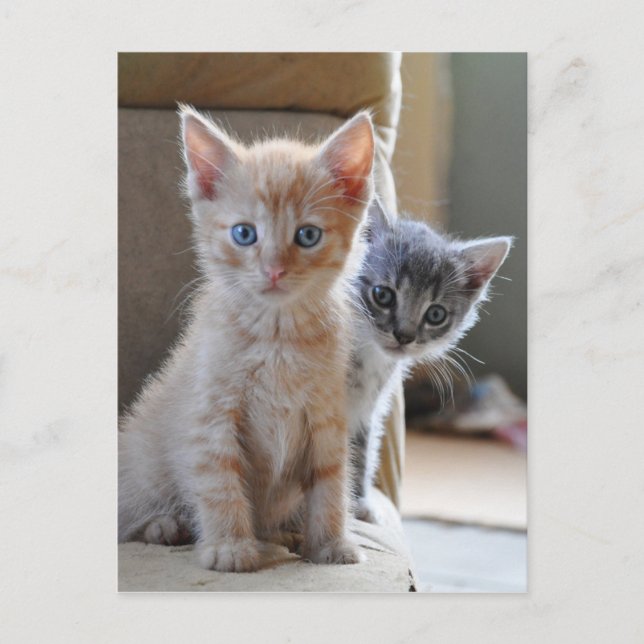 Cartão Postal Curious Kittens (Frente)
