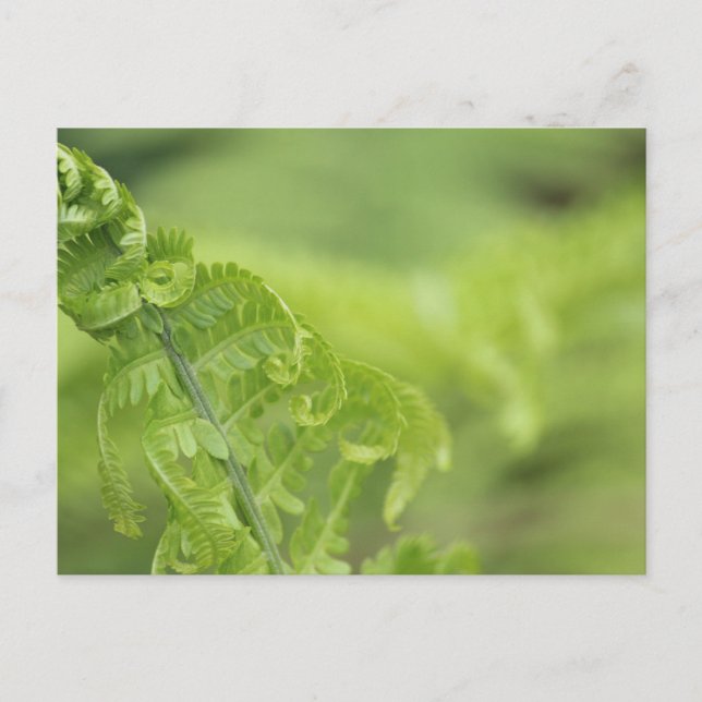 Cartão Postal Curling Fern Leaves, Greenerescência, Fundo Desfoc (Frente)