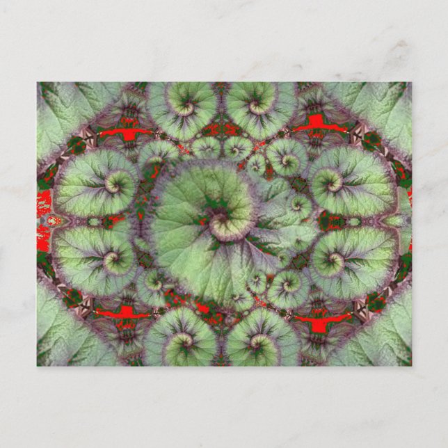 Cartão Postal Curly Snail Begonia presentes por Sharles (Frente)