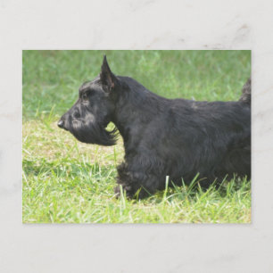 Cartão Postal Custa Scottish Terrier