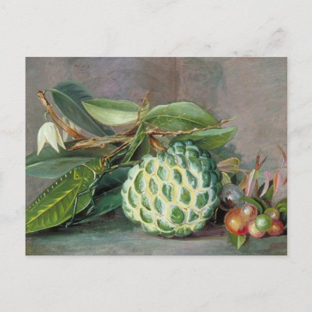 Cartão Postal Custard Apple - Cartão-postal Marianne North (Frente)