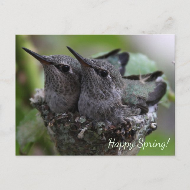Cartão Postal Customizable Cute Baby Hummingbirds Photo | (Frente)