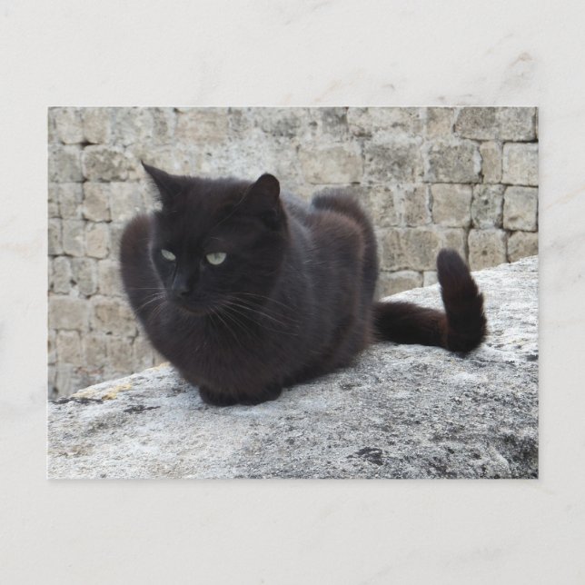 Cartão postal customizado da Gata Preta (Frente)