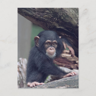 Cartão Postal cute baby Chimpanzee