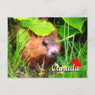 Cartão Postal Cute Baby Groundhog Marmotte Marmot Canadá