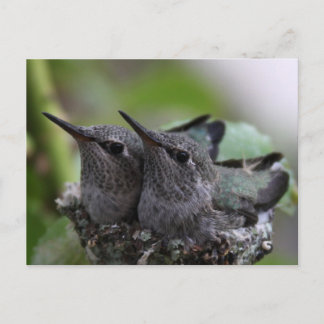 Cartão Postal Cute Baby Hummingbirds Photo Postcard