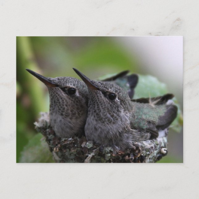 Cartão Postal Cute Baby Hummingbirds Photo Postcard (Frente)