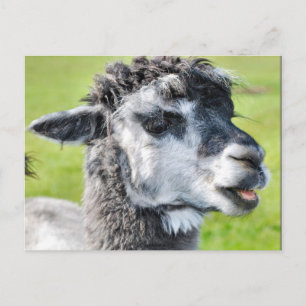 Cartão Postal Cute Baby Llama