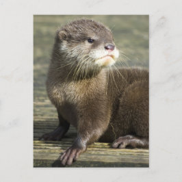 Cartão Postal Cute Baby Otter
