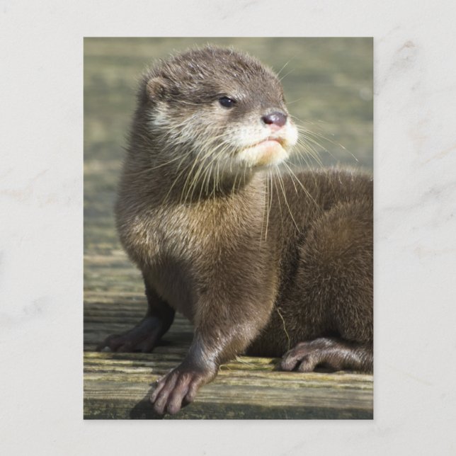 Cartão Postal Cute Baby Otter (Frente)