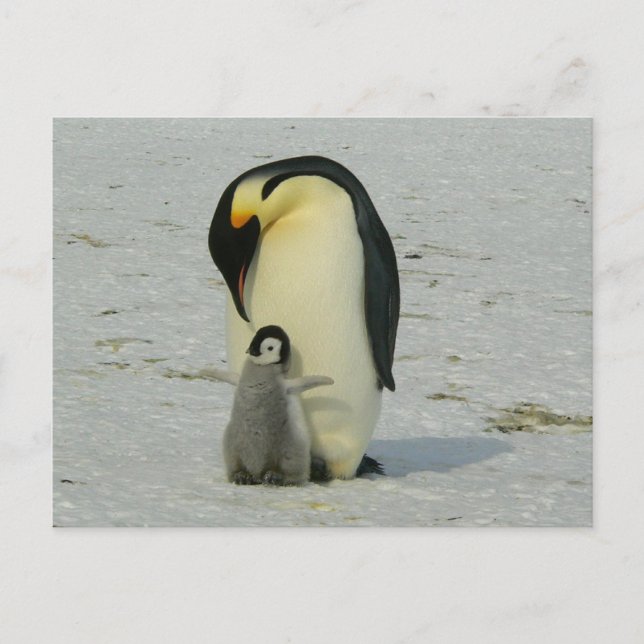 Cartão Postal cute baby penguin with his mother (Frente)