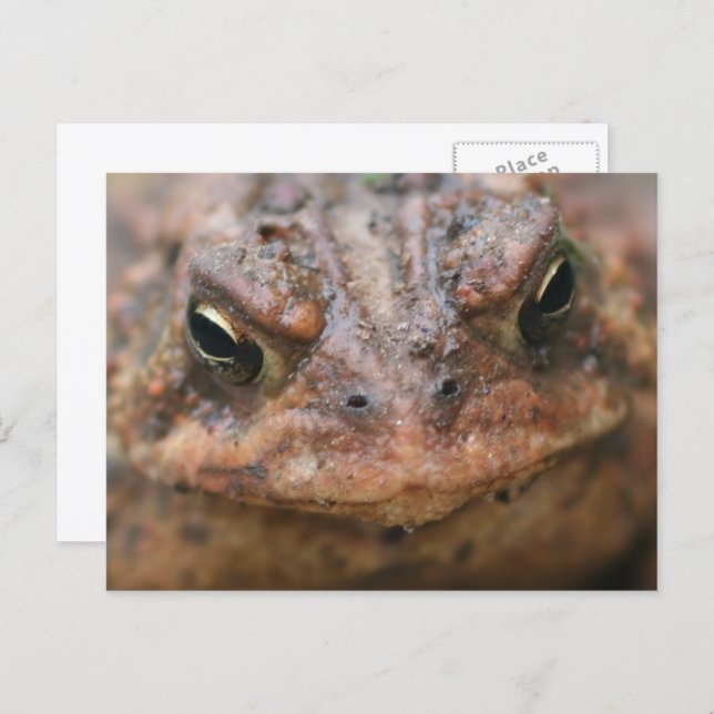 Cartão Postal Cute Brown Toad Face Nature (Frente/Verso)