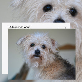 Cartão Postal Cute Cachorro Desgrenhado Triste Faltando Você Fot
