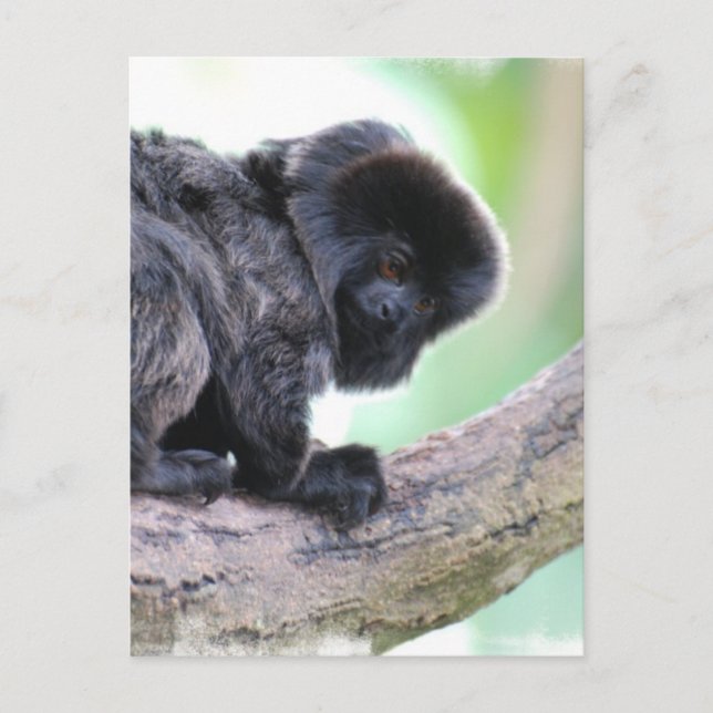 Cartão Postal Cute Goeldi (Frente)