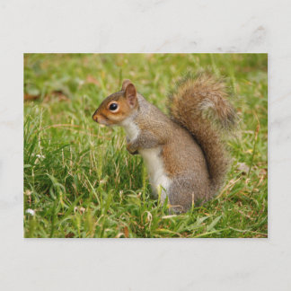 Cartão Postal Cute Gray Squirrel Postcard