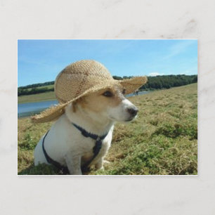 Cartão Postal Cute Jack Russell vestindo um chapéu de sol em ca