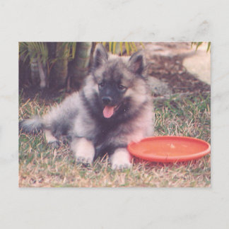 Cartão Postal Cute Keeshond Puppy