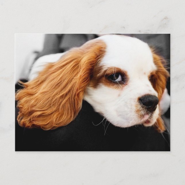 Cartão Postal Cute King Charles Spaniel (Frente)