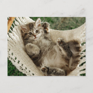 Cartão Postal Cute Kitten em Hammock