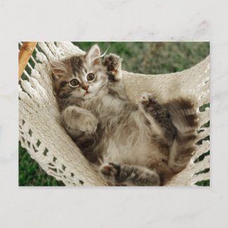Cartão Postal Cute Kitten em Hammock