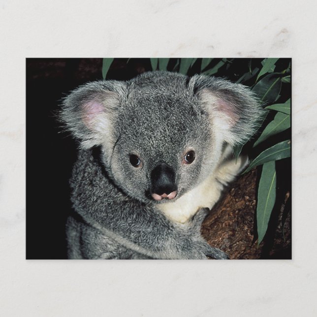 Cartão Postal Cute Koala Bear (Frente)