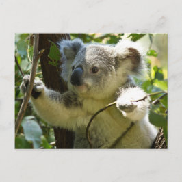 Cartão Postal Cute Koala Bear Destino Natureza Aussi Outback