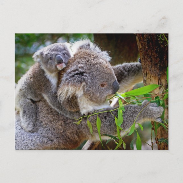 Cartão Postal Cute Koala Bear Destino Natureza Aussi Outback (Frente)