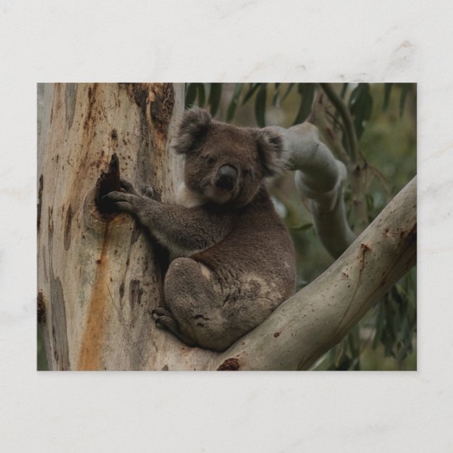 Cartão Postal Cute Koala em árvore na Austrália (Frente)