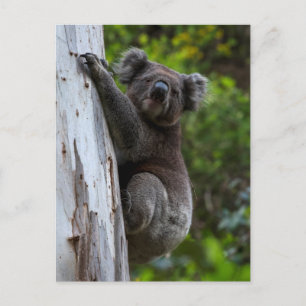 Cartão Postal Cute Koala trepando uma árvore Cartão-postal da 